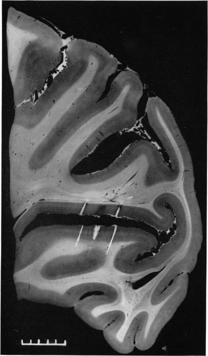 https://cdn.ncbi.nlm.nih.gov/pmc/blobs/9f3b/1359500/e9ba20d7e70f/jphysiol01253-0031-a.jpg