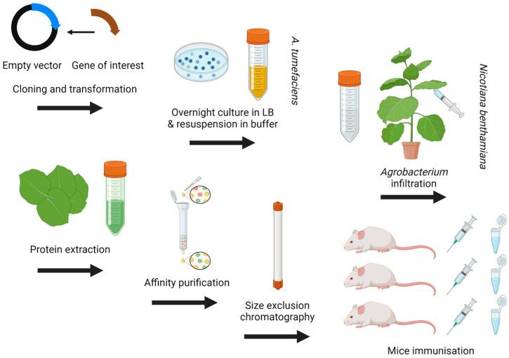 https://cdn.ncbi.nlm.nih.gov/pmc/blobs/9f3d/11206403/c409371c186c/pathogens-13-00458-g003.jpg