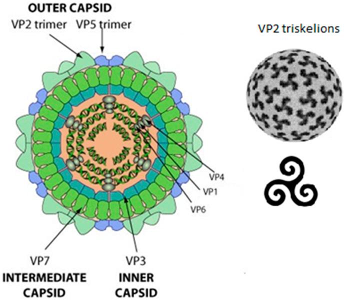 https://cdn.ncbi.nlm.nih.gov/pmc/blobs/9f3d/11206403/c8fa250131b1/pathogens-13-00458-g001.jpg