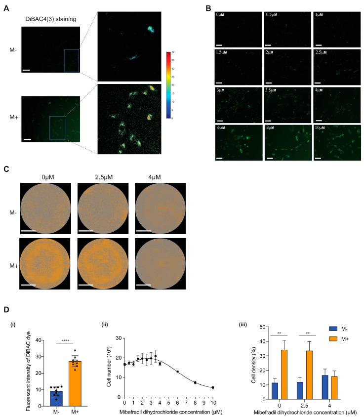 https://cdn.ncbi.nlm.nih.gov/pmc/blobs/9f3e/9368660/2c8d990169f4/cells-11-02460-g004.jpg