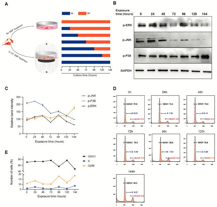 https://cdn.ncbi.nlm.nih.gov/pmc/blobs/9f3e/9368660/38ede4d07414/cells-11-02460-g003.jpg