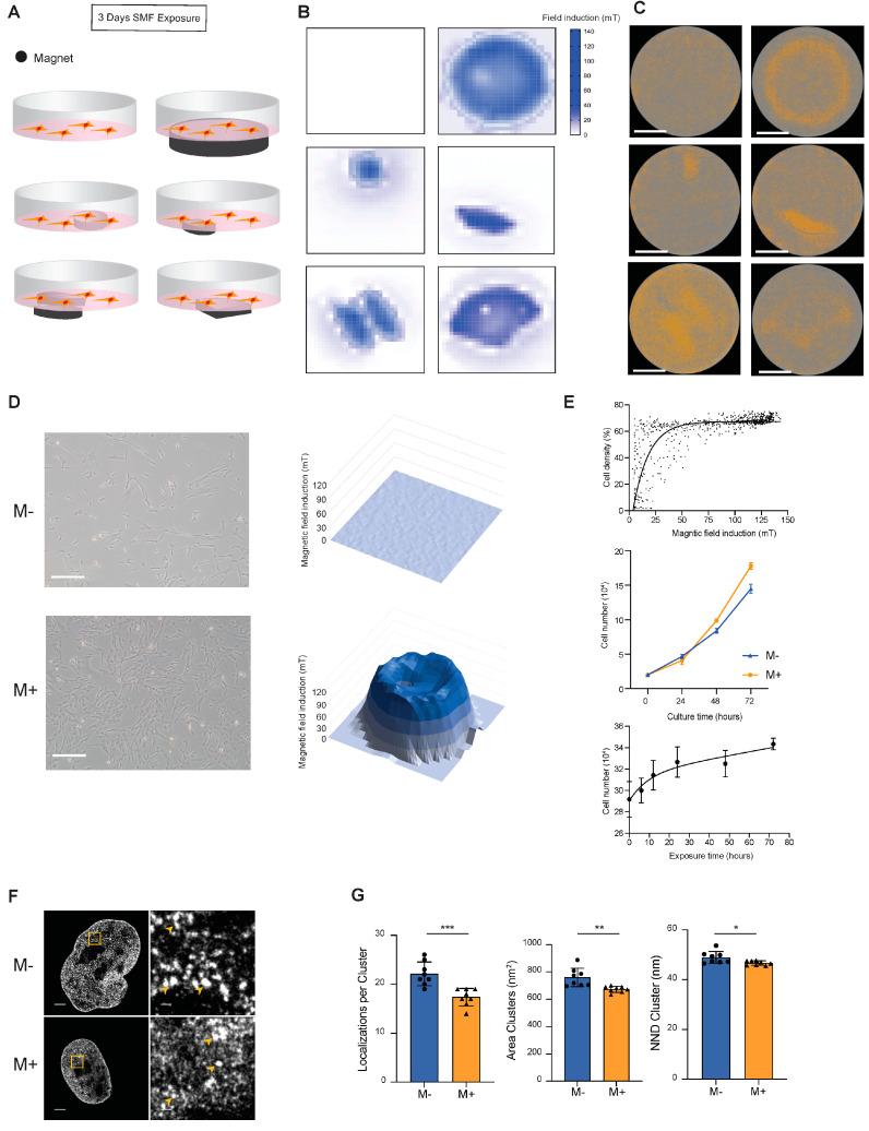 https://cdn.ncbi.nlm.nih.gov/pmc/blobs/9f3e/9368660/8d262e773bbe/cells-11-02460-g001.jpg