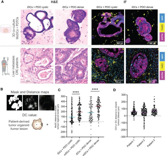 https://cdn.ncbi.nlm.nih.gov/pmc/blobs/9f3f/9905679/13b8d56b2d61/fimmu-14-1105244-g003.jpg