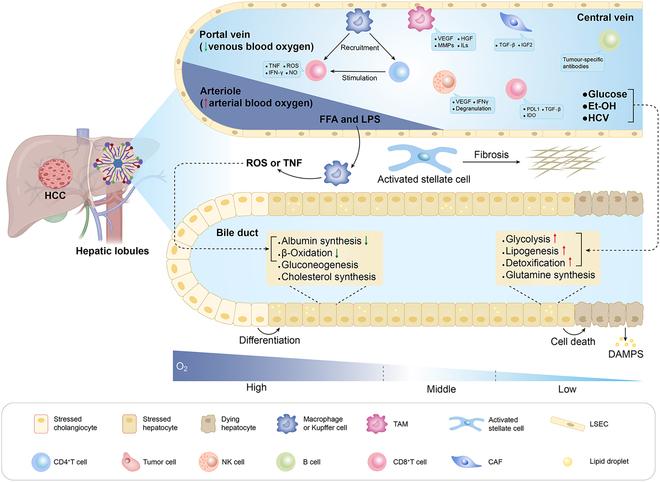 https://cdn.ncbi.nlm.nih.gov/pmc/blobs/9f41/11651419/9ab76b2664a3/research.0477.fig.003.jpg