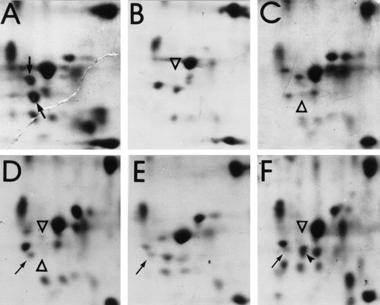 https://cdn.ncbi.nlm.nih.gov/pmc/blobs/9f41/2132467/7fa9045a061c/JCB.king6.jpg