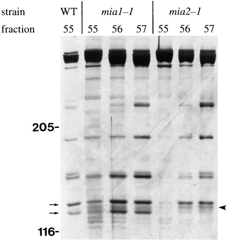 https://cdn.ncbi.nlm.nih.gov/pmc/blobs/9f41/2132467/8e7f5d9755ea/JCB.king3.jpg