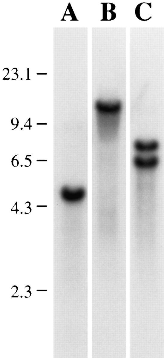 https://cdn.ncbi.nlm.nih.gov/pmc/blobs/9f41/2132467/9de295c482a4/JCB.king1.jpg