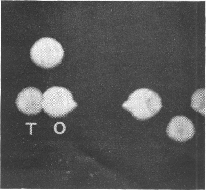 https://cdn.ncbi.nlm.nih.gov/pmc/blobs/9f42/277436/20bebdfd5b3c/jbacter00439-0334-a.jpg