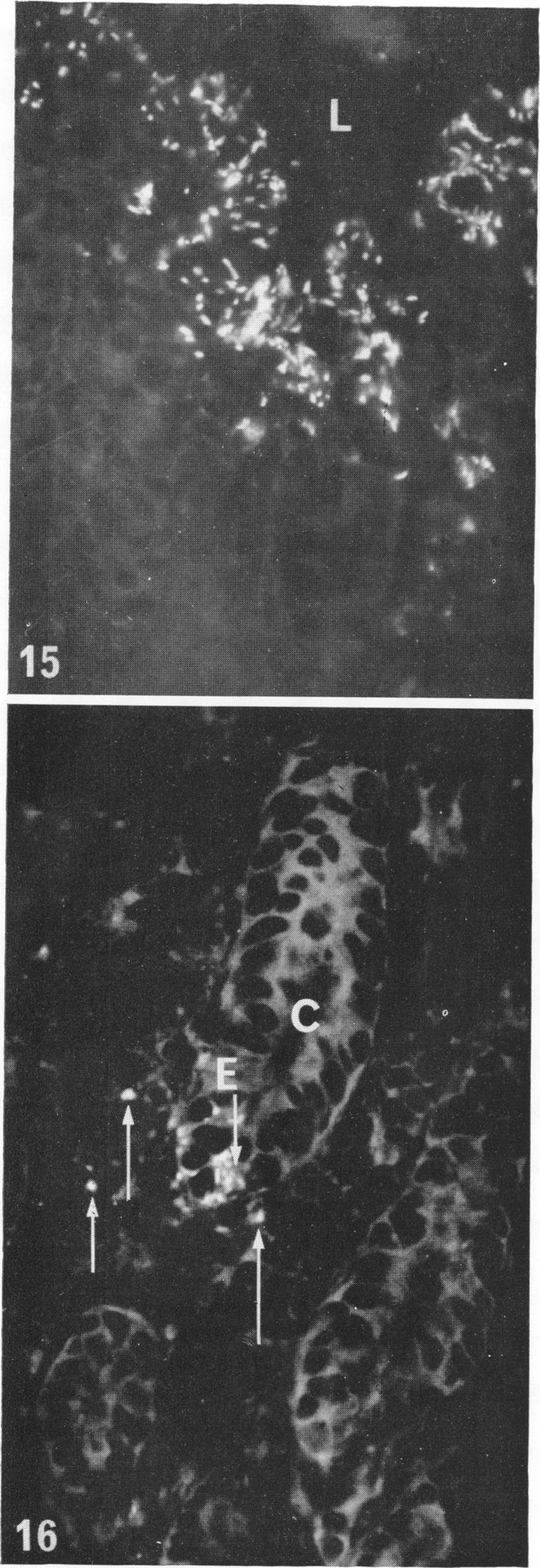 https://cdn.ncbi.nlm.nih.gov/pmc/blobs/9f42/277436/9e1eca4aba36/jbacter00439-0344-a.jpg