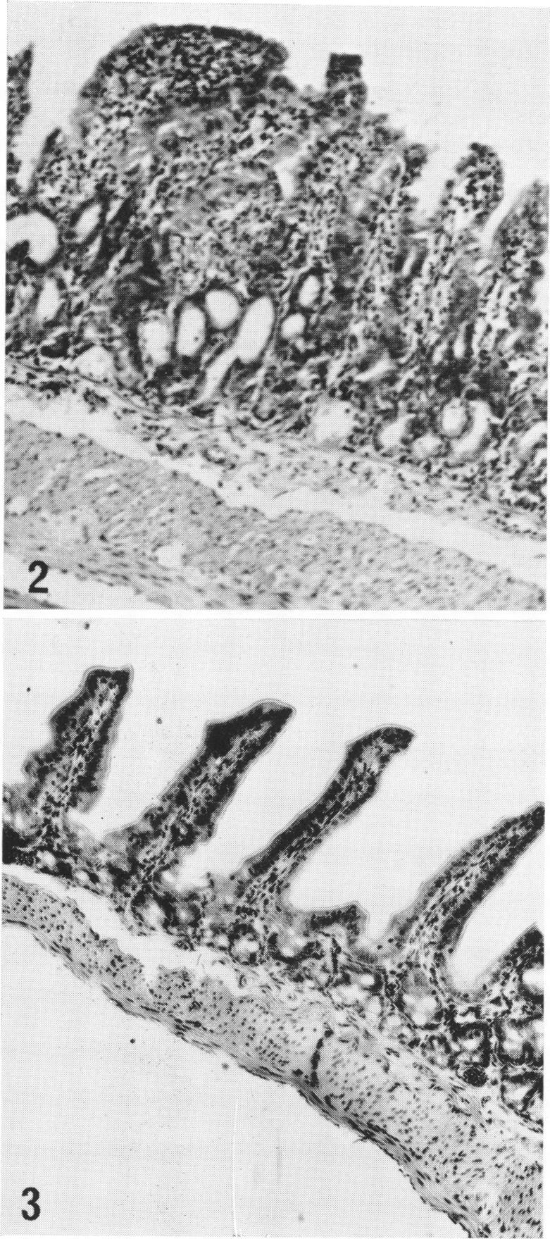 https://cdn.ncbi.nlm.nih.gov/pmc/blobs/9f42/277436/bc8f8c3fd4e5/jbacter00439-0336-a.jpg