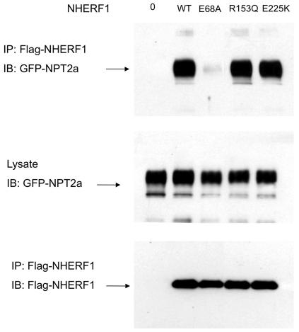 https://cdn.ncbi.nlm.nih.gov/pmc/blobs/9f46/3323571/9cff0e3843d1/pone.0034764.g005.jpg