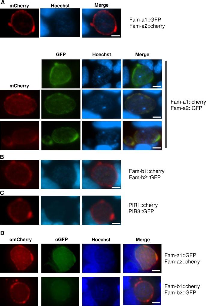 https://cdn.ncbi.nlm.nih.gov/pmc/blobs/9f4a/5113031/95a0058dfece/ppat.1005917.g008.jpg