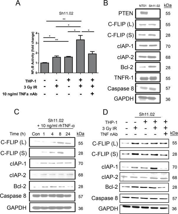 https://cdn.ncbi.nlm.nih.gov/pmc/blobs/9f55/4884961/72ad26153200/oncotarget-07-7885-g004.jpg