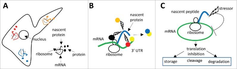 https://cdn.ncbi.nlm.nih.gov/pmc/blobs/9f57/5066521/ea10995016ae/ktrn-07-05-1221491-g002.jpg