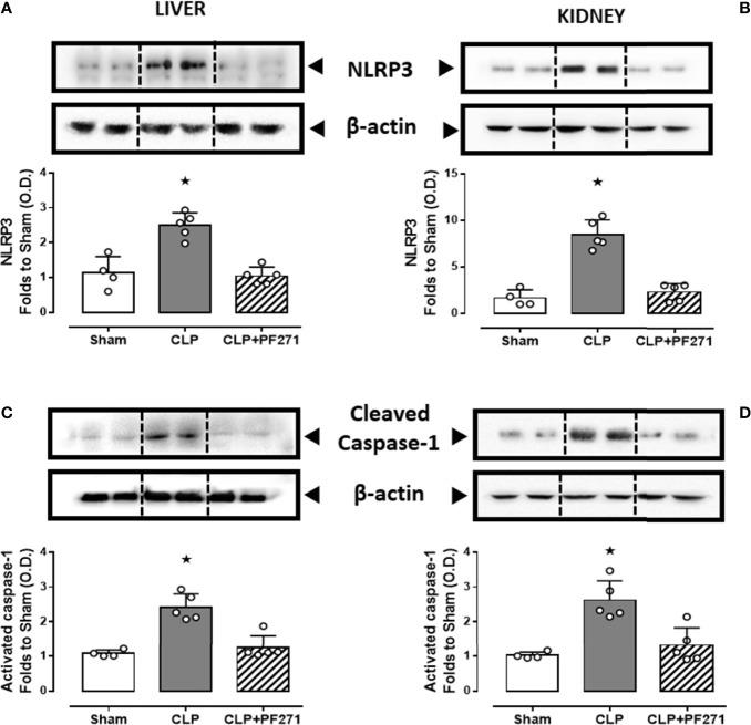 https://cdn.ncbi.nlm.nih.gov/pmc/blobs/9f58/8843946/644252c72785/fimmu-13-837180-g008.jpg