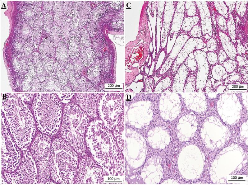 https://cdn.ncbi.nlm.nih.gov/pmc/blobs/9f5a/8097657/1b0af527ead0/CEJU-74-0175-g002.jpg