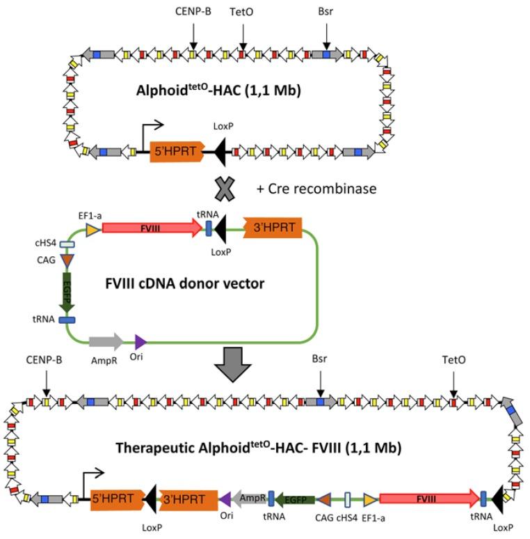 https://cdn.ncbi.nlm.nih.gov/pmc/blobs/9f5c/7226776/401cf9b3529e/cells-09-00879-g001.jpg