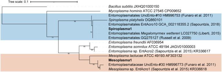 https://cdn.ncbi.nlm.nih.gov/pmc/blobs/9f5d/9429924/f5644e4472a5/msphere.00989-21-f004.jpg