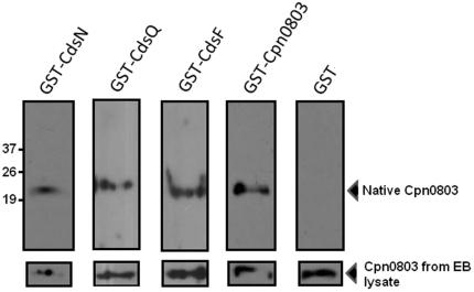 https://cdn.ncbi.nlm.nih.gov/pmc/blobs/9f5e/3260263/a87866ef41d9/pone.0030220.g002.jpg