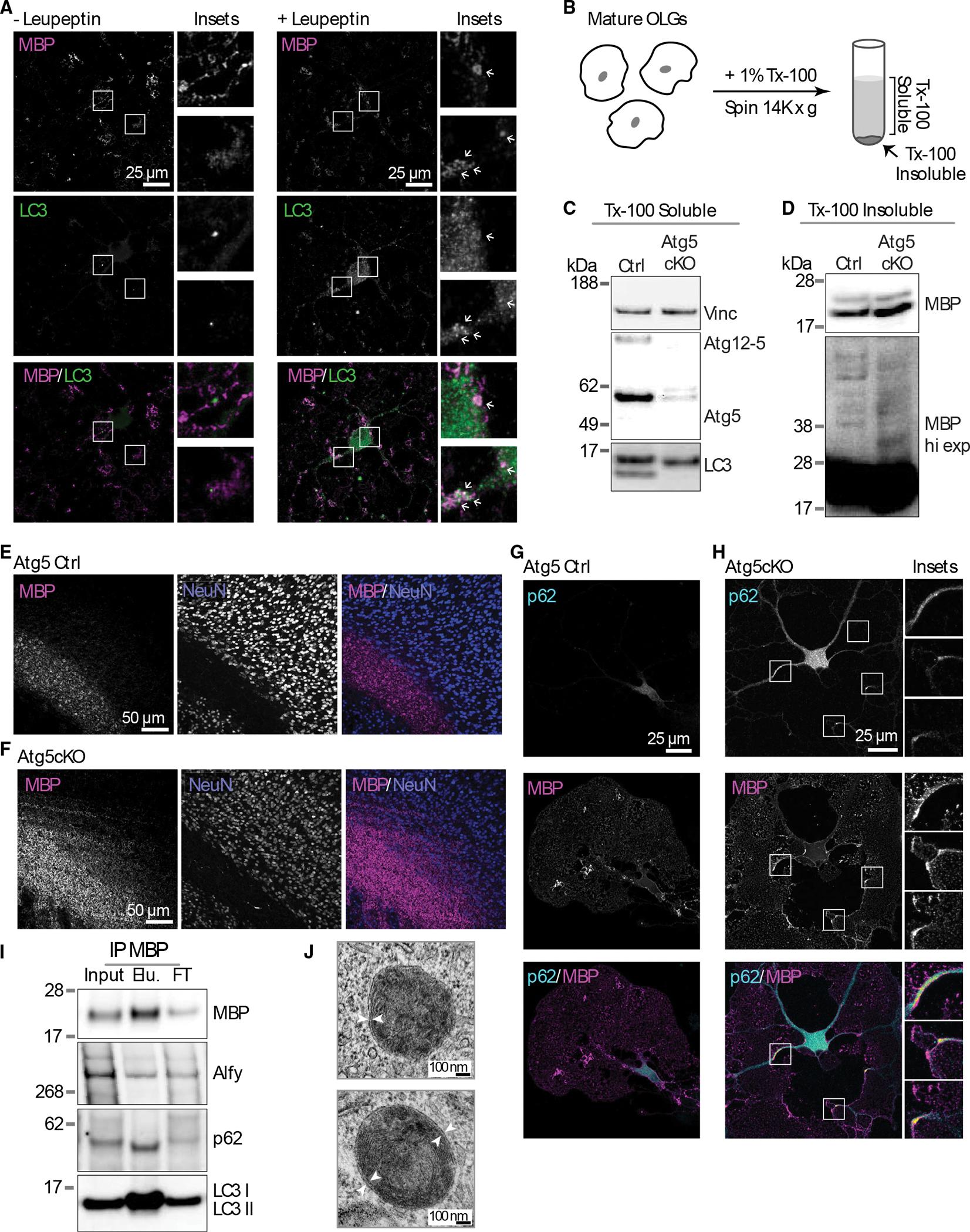 https://cdn.ncbi.nlm.nih.gov/pmc/blobs/9f5e/9639605/9a5ca717489d/nihms-1843699-f0005.jpg
