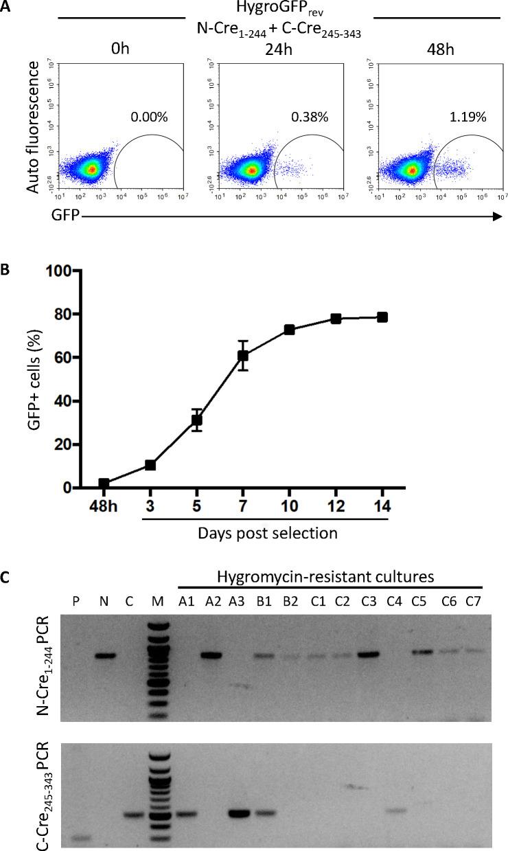 https://cdn.ncbi.nlm.nih.gov/pmc/blobs/9f60/11796343/4a973de4292f/mbio.03375-24.f004.jpg