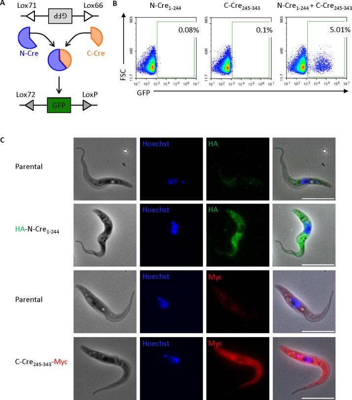 https://cdn.ncbi.nlm.nih.gov/pmc/blobs/9f60/11796343/e2fcba001244/mbio.03375-24.f002.jpg