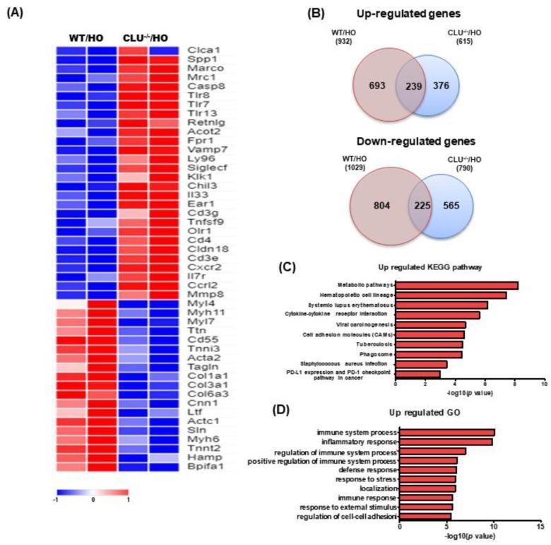 https://cdn.ncbi.nlm.nih.gov/pmc/blobs/9f60/8073575/ae77640b9d8d/cells-10-00944-g005.jpg