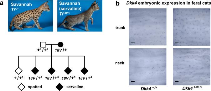 https://cdn.ncbi.nlm.nih.gov/pmc/blobs/9f60/8423757/eabf5898dad1/41467_2021_25348_Fig6_HTML.jpg