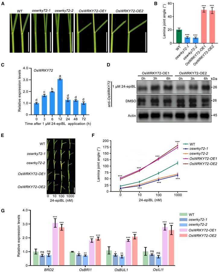 https://cdn.ncbi.nlm.nih.gov/pmc/blobs/9f61/11956091/d32544c0607c/gr1.jpg