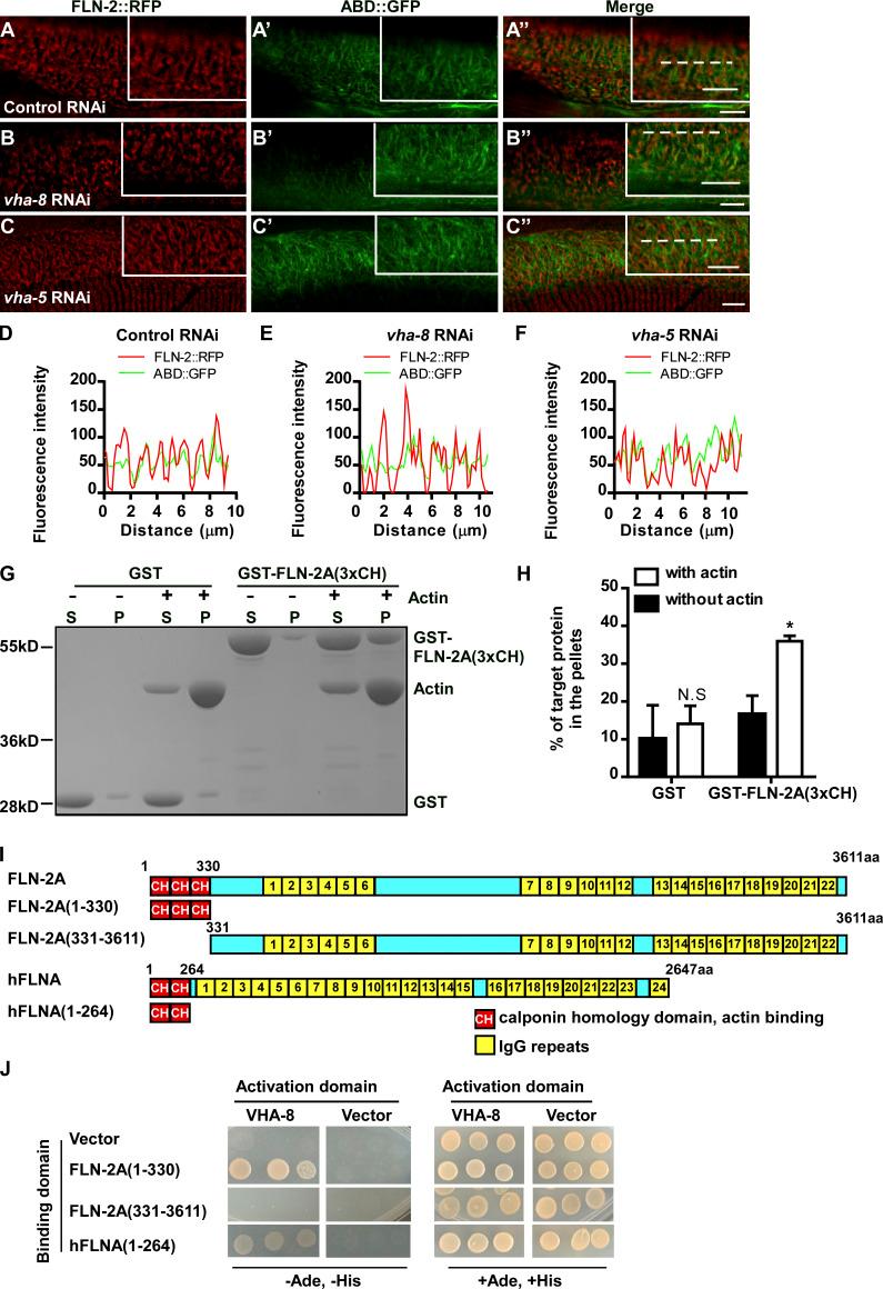 https://cdn.ncbi.nlm.nih.gov/pmc/blobs/9f63/9115679/69d9b4c9fba6/JCB_202201020_FigS3.jpg