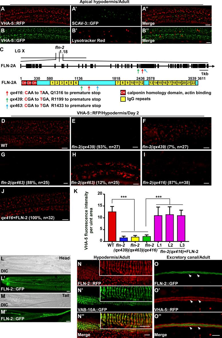 https://cdn.ncbi.nlm.nih.gov/pmc/blobs/9f63/9115679/bad7db2a70e4/JCB_202201020_FigS1.jpg