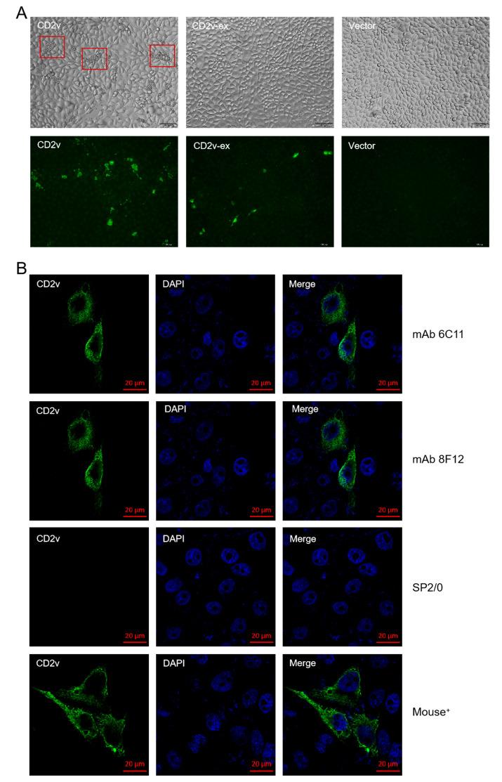 https://cdn.ncbi.nlm.nih.gov/pmc/blobs/9f63/9866794/6045586b3a7f/viruses-15-00131-g002.jpg