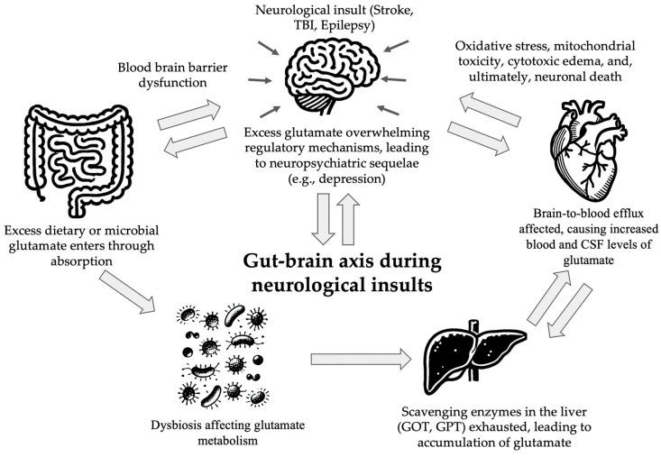 https://cdn.ncbi.nlm.nih.gov/pmc/blobs/9f65/11677762/511cc750afd3/nutrients-16-04405-g002.jpg