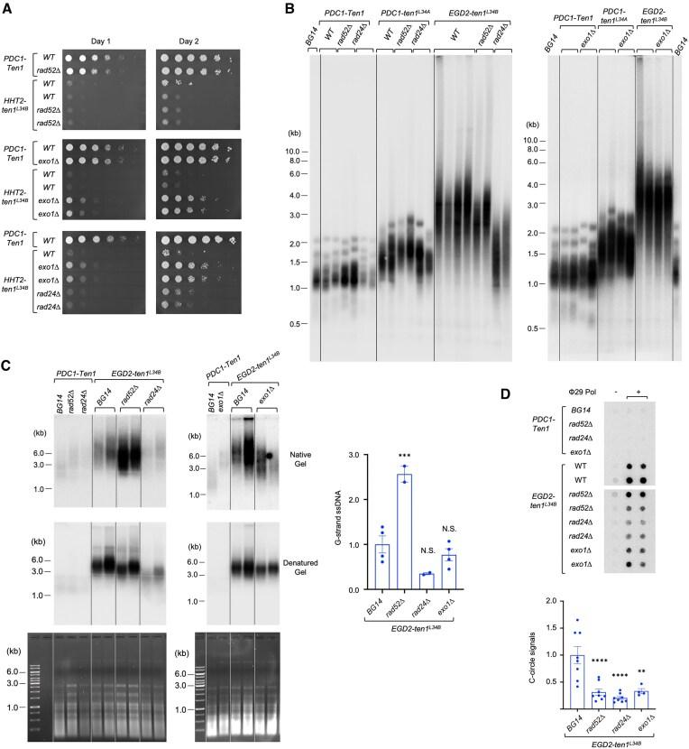https://cdn.ncbi.nlm.nih.gov/pmc/blobs/9f65/11997776/34755c238938/gkaf245fig4.jpg