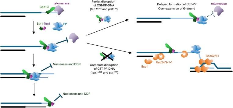 https://cdn.ncbi.nlm.nih.gov/pmc/blobs/9f65/11997776/7ac628c4ecbf/gkaf245fig7.jpg