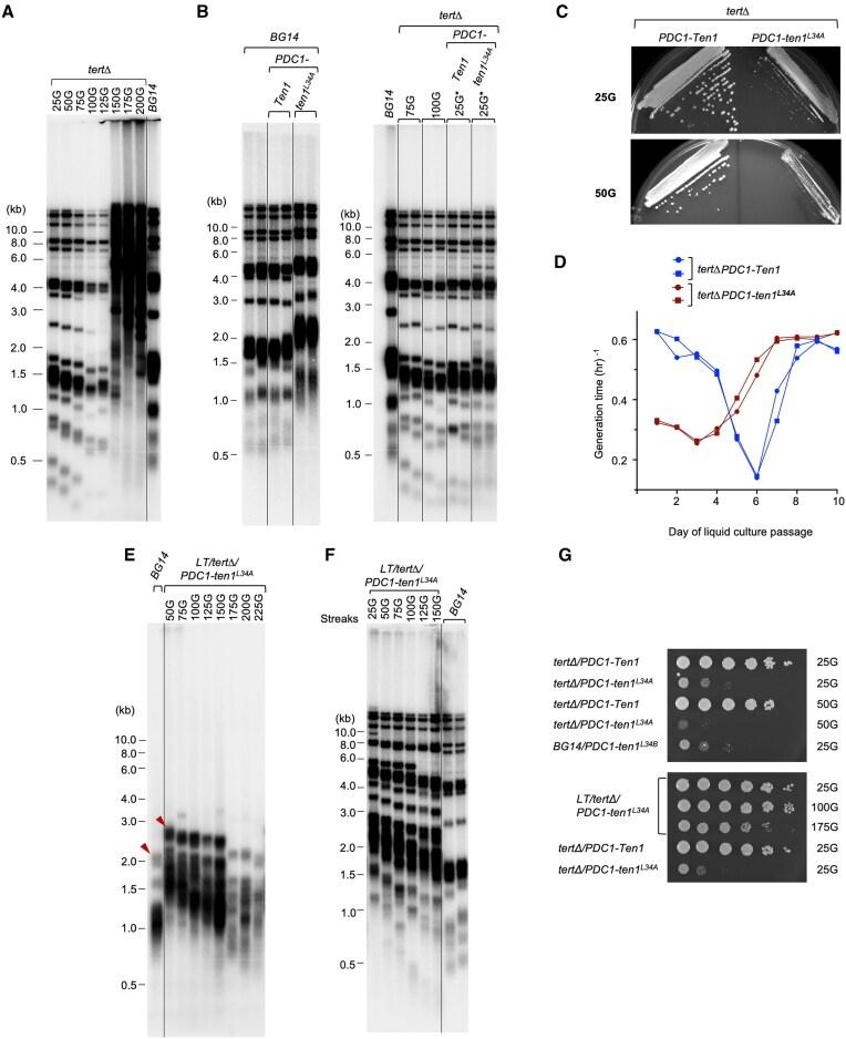 https://cdn.ncbi.nlm.nih.gov/pmc/blobs/9f65/11997776/82265e28e395/gkaf245fig3.jpg