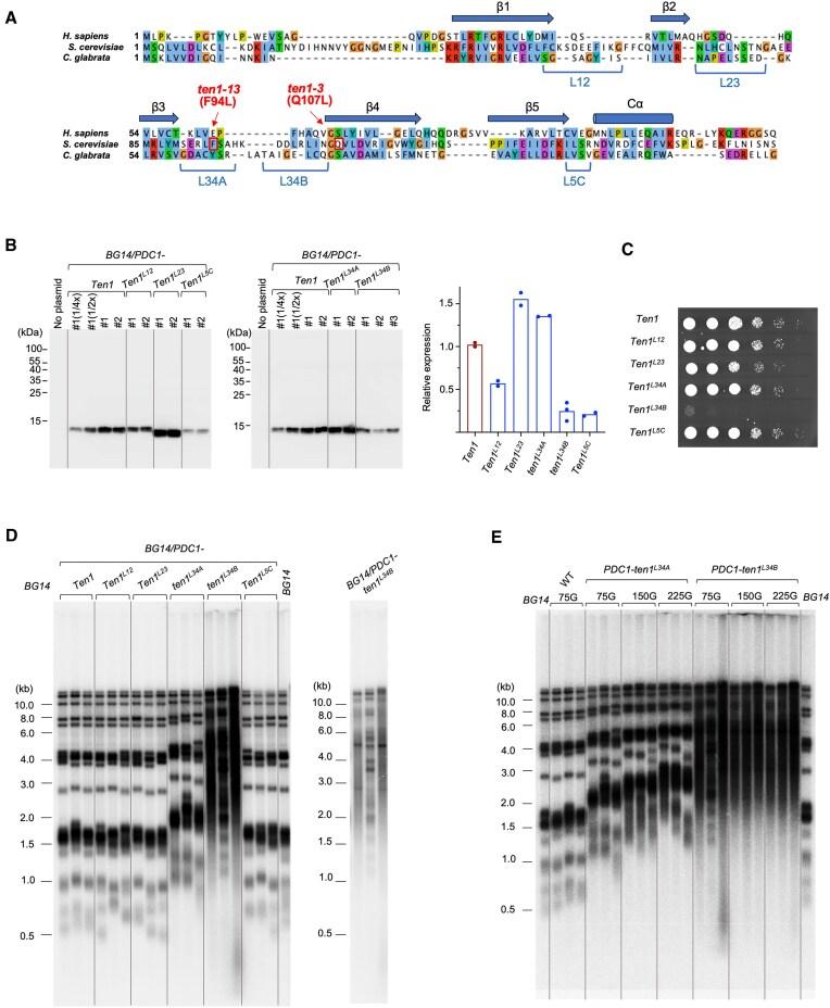https://cdn.ncbi.nlm.nih.gov/pmc/blobs/9f65/11997776/e345817ad826/gkaf245fig2.jpg