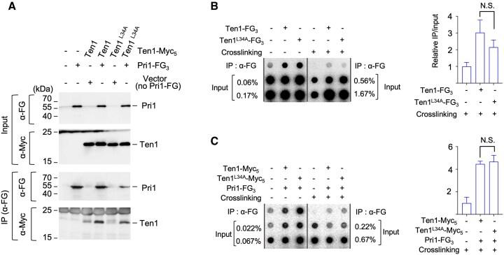 https://cdn.ncbi.nlm.nih.gov/pmc/blobs/9f65/11997776/f3260f315e0c/gkaf245fig5.jpg