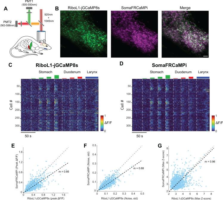 https://cdn.ncbi.nlm.nih.gov/pmc/blobs/9f66/12040222/45b5b85670d1/pbio.3003048.g006.jpg