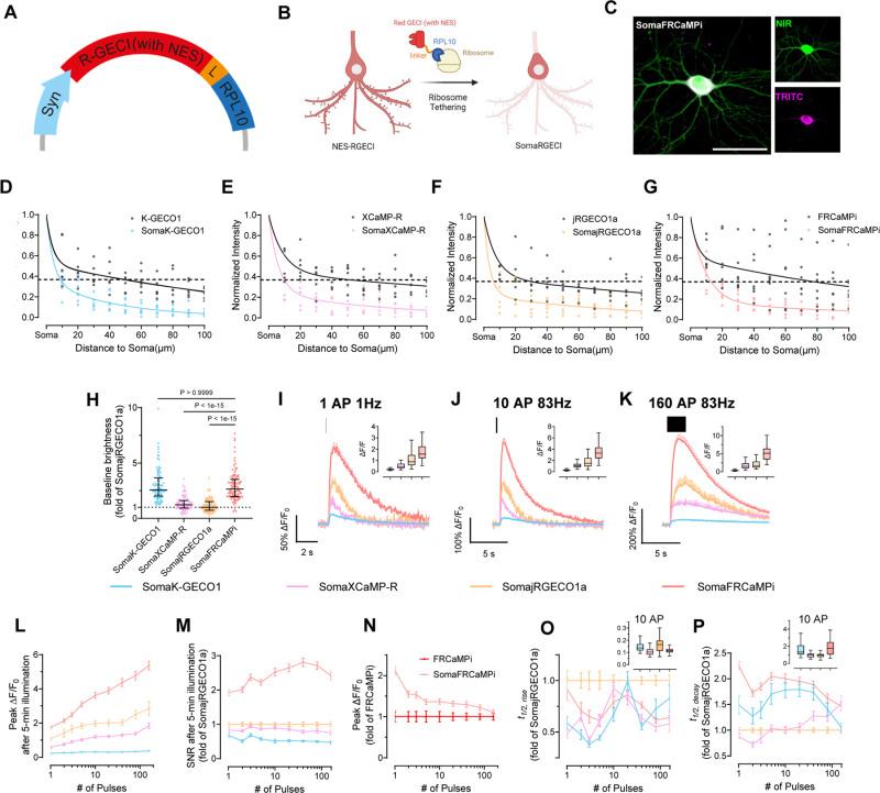 https://cdn.ncbi.nlm.nih.gov/pmc/blobs/9f66/12040222/54f5f12577a5/pbio.3003048.g003.jpg