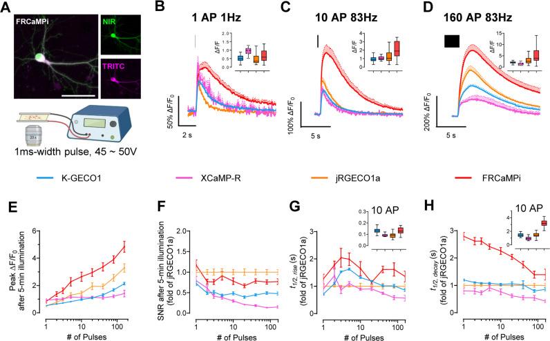 https://cdn.ncbi.nlm.nih.gov/pmc/blobs/9f66/12040222/e750219d1146/pbio.3003048.g002.jpg