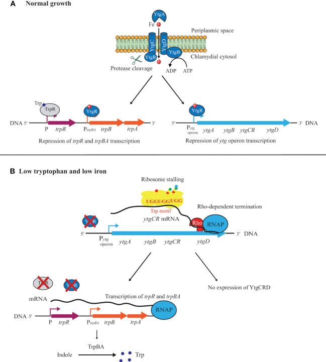 https://cdn.ncbi.nlm.nih.gov/pmc/blobs/9f6c/10239878/4b06192784fa/fcimb-13-1185571-g003.jpg
