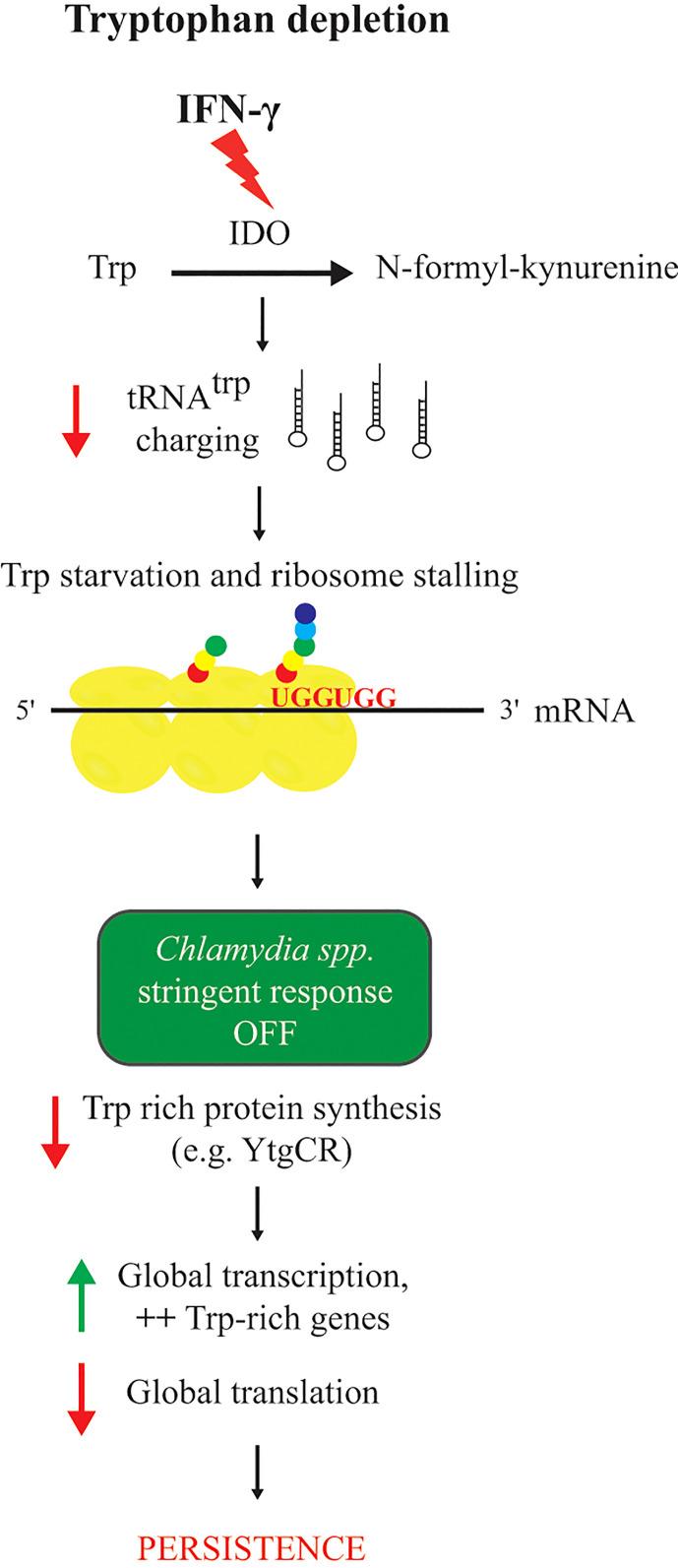 https://cdn.ncbi.nlm.nih.gov/pmc/blobs/9f6c/10239878/61bb920d8295/fcimb-13-1185571-g002.jpg