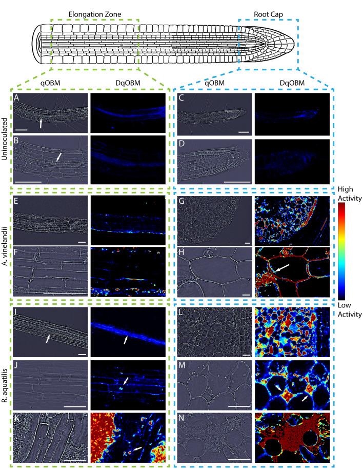 https://cdn.ncbi.nlm.nih.gov/pmc/blobs/9f6e/10925023/6b166a4f13ed/41598_2024_56443_Fig6_HTML.jpg