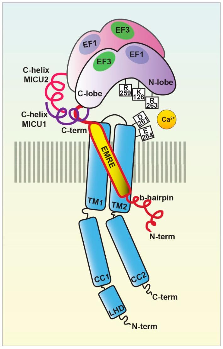 https://cdn.ncbi.nlm.nih.gov/pmc/blobs/9f74/8224590/02425a23a180/biomolecules-11-00786-g002.jpg