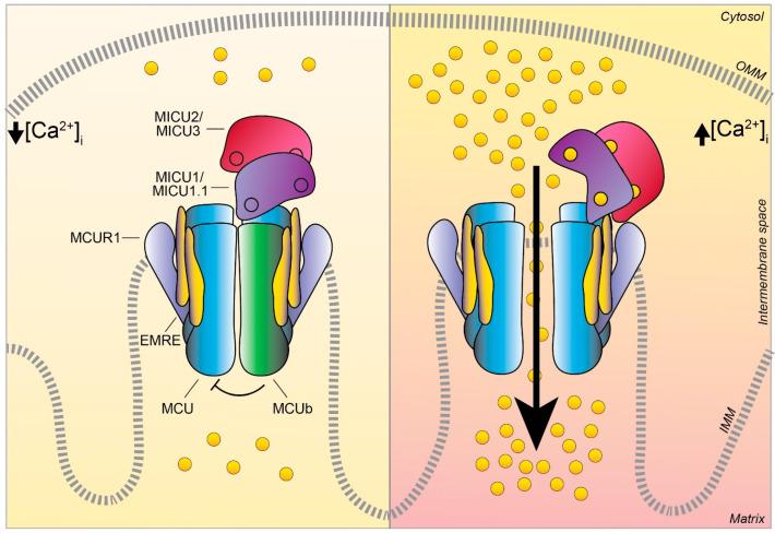 https://cdn.ncbi.nlm.nih.gov/pmc/blobs/9f74/8224590/051db773b334/biomolecules-11-00786-g003.jpg