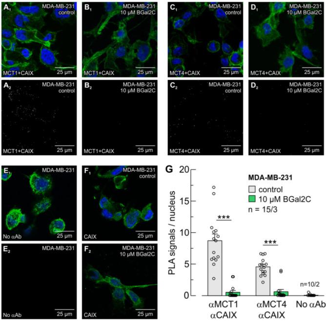 https://cdn.ncbi.nlm.nih.gov/pmc/blobs/9f79/11593560/912c16494203/ijms-25-11994-g003.jpg