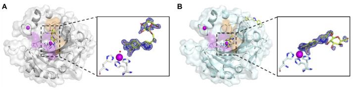 https://cdn.ncbi.nlm.nih.gov/pmc/blobs/9f79/11593560/b3468193acab/ijms-25-11994-g005.jpg