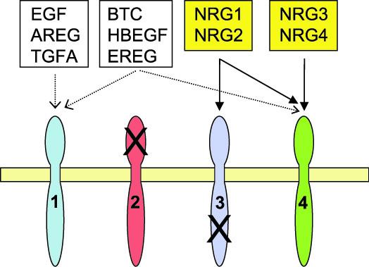 https://cdn.ncbi.nlm.nih.gov/pmc/blobs/9f81/1934910/732cf1f60936/1744-9081-3-31-1.jpg