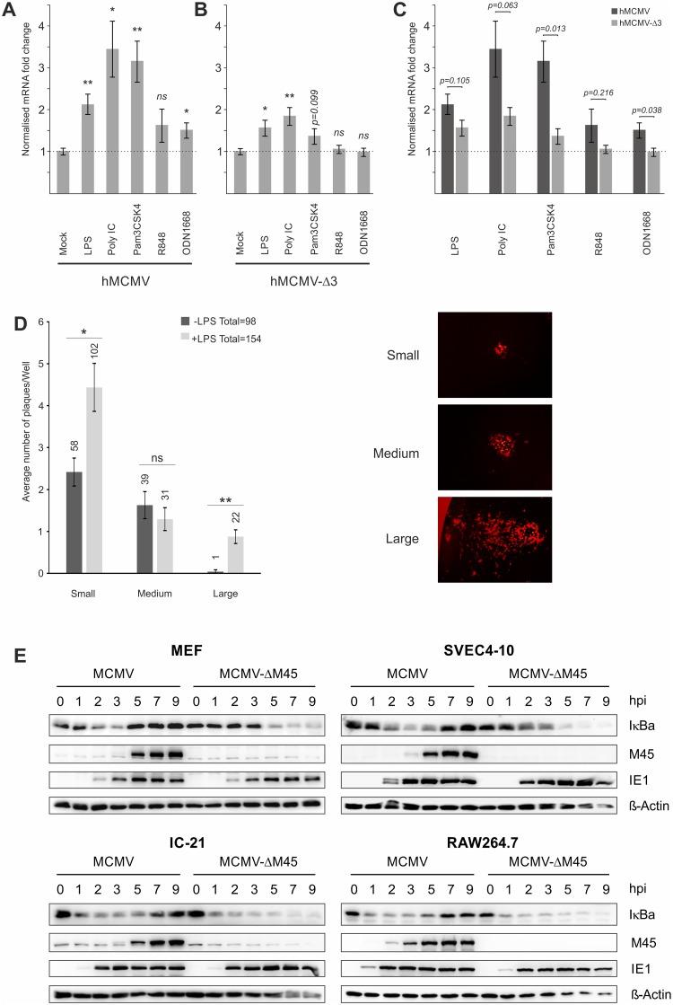 https://cdn.ncbi.nlm.nih.gov/pmc/blobs/9f82/4391941/cecb39260cf6/ppat.1004737.g003.jpg